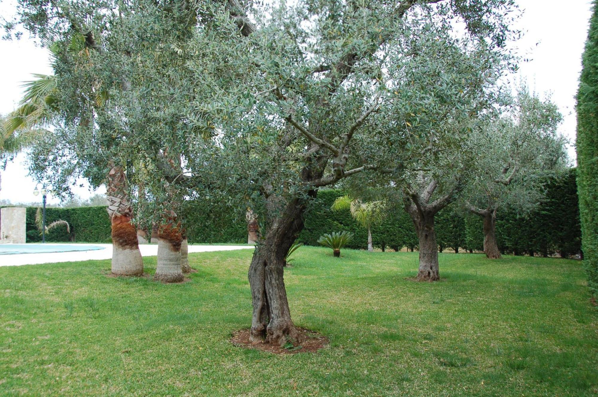 B&B Villa Vittoria Maglie Exterior photo